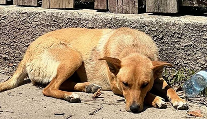 SOS TRANSPORT : Une nouvelle vie pour 8 chiens ? 