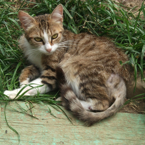 Minie Recueillie A Bout De Force Elle Souffre D Une Pneumonie Clicchats