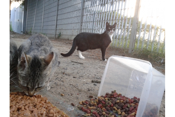 Collecte De Aurelie D Au Profit De Ecole Du Chat Siege Marcq En Baroeul Clicchats