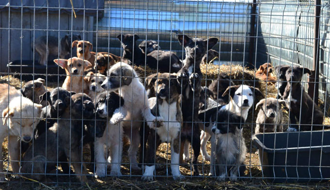 Merci pour les 35 chiots !