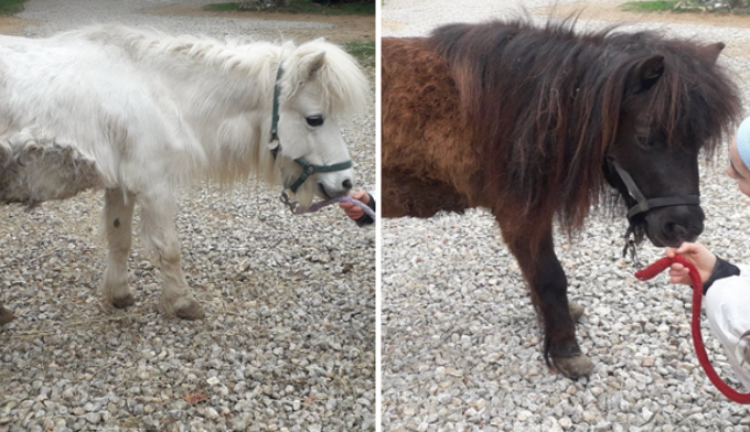 Merci pour Mélodie et Cabriole