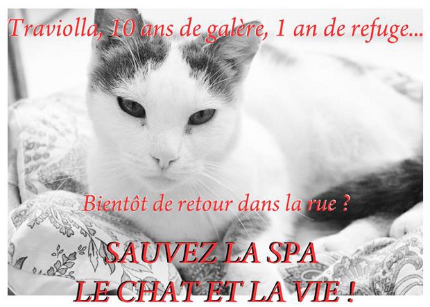 La Spa Le Chat Et La Vie Vous Remercie Clicanimaux