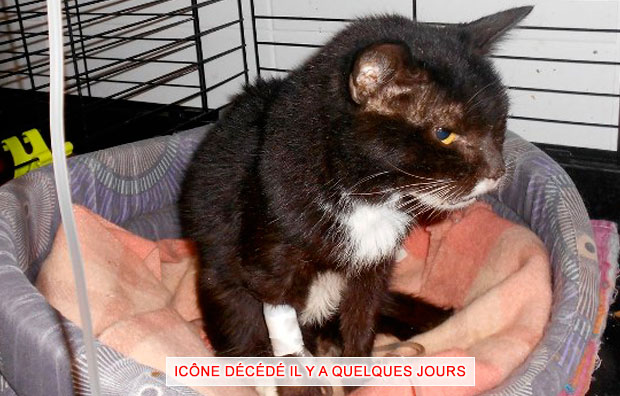 Sos Epidemie 40 Chats Sont Sauves Clicanimaux