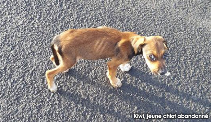 Merci Pour Les Chiens De Guadeloupe Clicanimaux