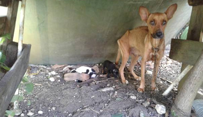 Merci Pour Les Chiens De Guadeloupe Clicanimaux