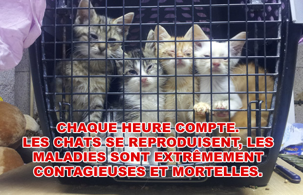 Un Grand Merci A Tous Pour Ces 22 Chats Clicanimaux