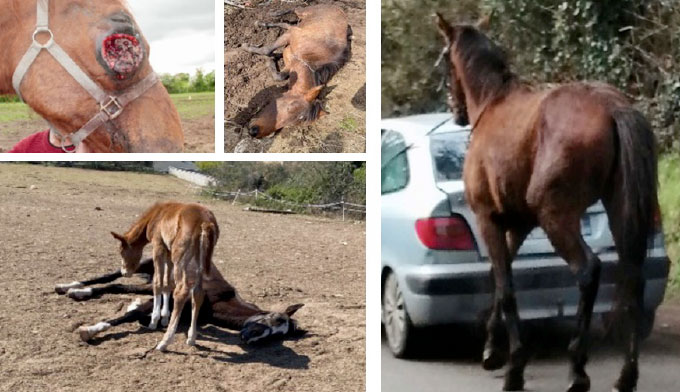 Merci pour ces 16 chevaux !